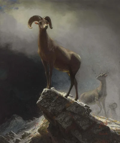 albert bierstadt rocky mountain sheep or big horn, ovis, montana