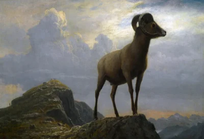 albert bierstadt study of a bighorn ram