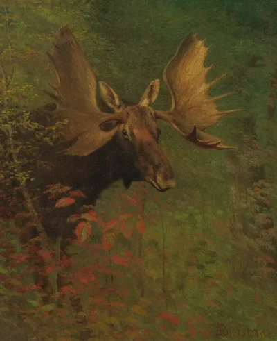 albert bierstadt study of a moose