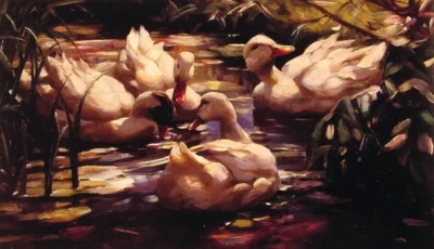 ducks in a forest pond