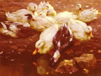 Alexander Koester_Ducks in the pond